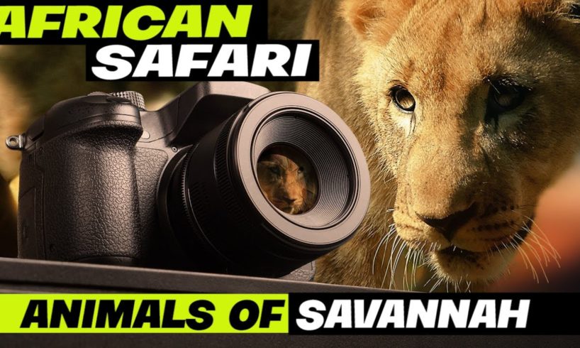 African Safari | Animals of Savannah