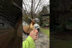 American Kestrel coming in hot during training! #falcon #bird #animals #falconry #training #wildlife