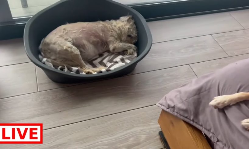 And after the haircut of Jenny it’s raining today Sunday 🌧️😍 - Takis Shelter