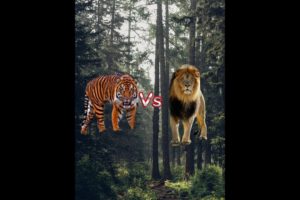 Animal Fight Part 1 Lion Tiger Vs All Animal Tiger Lion Vs Tiger Animals #shorts #viral #short