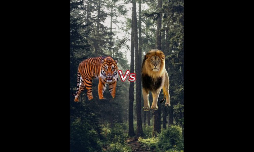 Animal Fight Part 1 Lion Tiger Vs All Animal Tiger Lion Vs Tiger Animals #shorts #viral #short