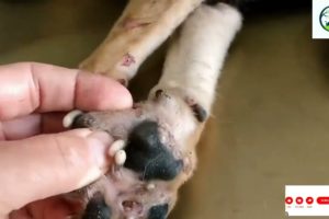 Animal Rescue Jigger removalmangoworms removal in dogs