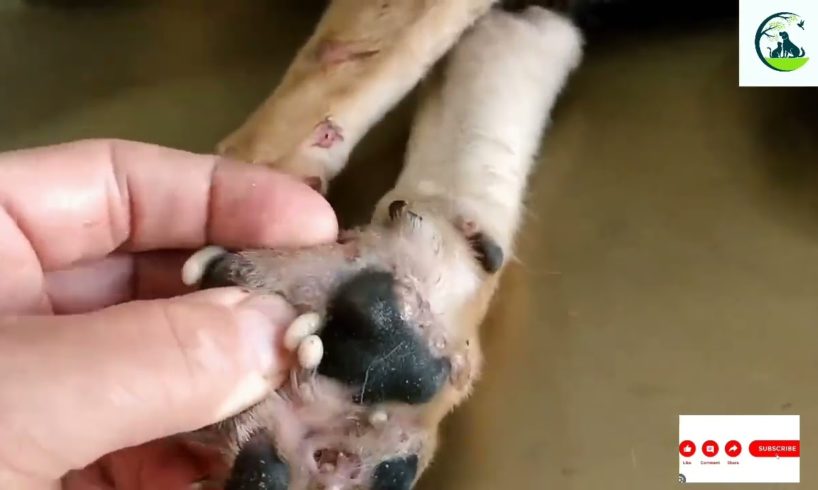 Animal Rescue Jigger removalmangoworms removal in dogs