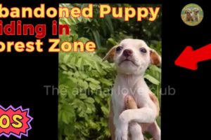Animal Rescue Team Rescues Abandoned Puppy Hiding in Forested Zone | The animal love club