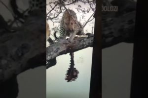 Animal fights # 2