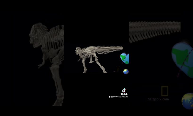 Animal fights in the wild triceratops vs Tyrannosaurus rex #nature #dinosaur #lifestyle