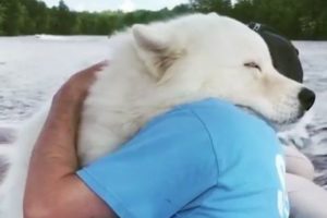 Animals Showing True And Unconditional Love to Human -  Cute Animal Video
