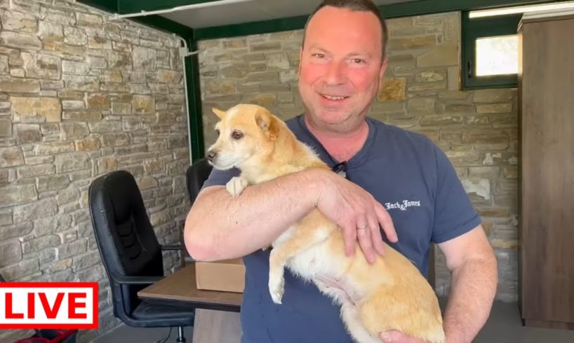 Anna got adopted after a few days in the shelter.A lovely man traveled from Germany to take her home