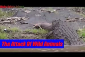 Atak Dzikich Zwierząt - The Attack Of Wild Animals  (Animal Fights)
