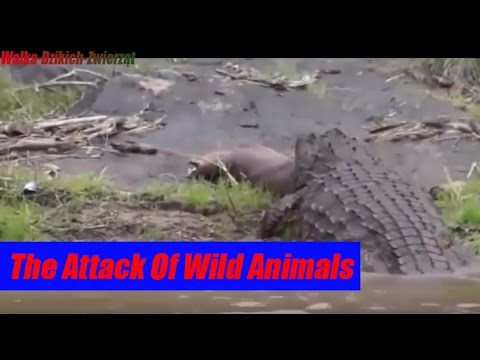 Atak Dzikich Zwierząt - The Attack Of Wild Animals  (Animal Fights)