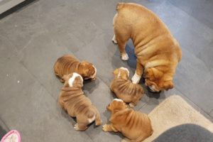 Baby English Bulldog Puppies #1