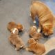 Baby English Bulldog Puppies #1