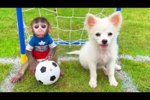 Baby Monkey Chu Chu Plays Soccer And Eats Ice Cream With Puppy In Swimming Pool