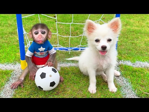 Baby Monkey Chu Chu Plays Soccer And Eats Ice Cream With Puppy In Swimming Pool