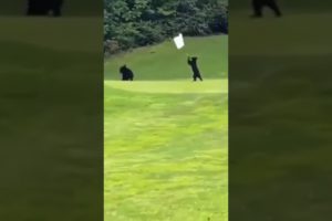 Baby bears playing onthe golf field🐻⛳#shorts #shortvideo #shortsfeed #youtubeshorts #animals #funny