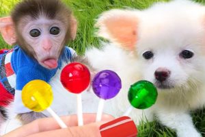 Baby monkey Chu Chu eats rainbow lollipops and plays in the pool with puppy and ducklings