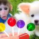 Baby monkey Chu Chu eats rainbow lollipops and plays in the pool with puppy and ducklings