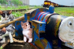 Before And After Rescue Homeless Kittens By The Train Tracks And Design Pink Stations For Kittens