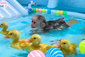 BiBi monkey and ducklings swim in the pool so funny