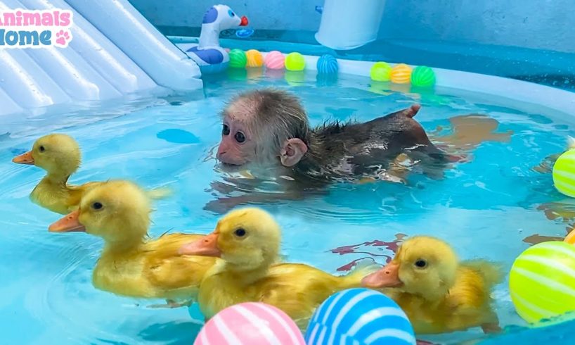 BiBi monkey and ducklings swim in the pool so funny