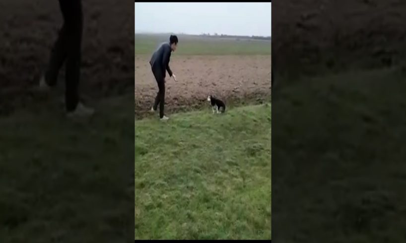 Blind Old Dog Wanders In The Field Was Rescued & Enjoys Happy Life With A Young Couple