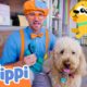 Blippi Cares For Pets At The Animal Shelter! | Fun and Educational Videos for Kids