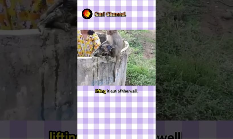 Brave Monkey Rescues Trapped Cat | Wild animals | Cari Channel