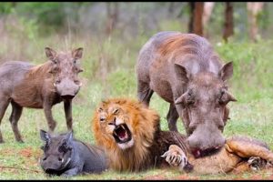 Brave mother Warthog rescues her baby from Wild Animal hunting | Poor Baby Animals