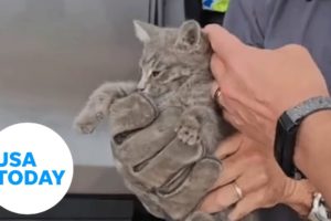 Brave state trooper rescues cat from the side of a busy highway | USA TODAY