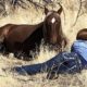 Bullied wild stallion chooses new family