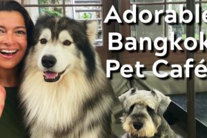CUTEST DOGS BANGKOK PET CAFES! Racoons Meercats Foxes too! Little Zoo Cafe & Dogs in Town