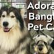 CUTEST DOGS BANGKOK PET CAFES! Racoons Meercats Foxes too! Little Zoo Cafe & Dogs in Town