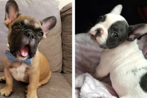 😍CUTEST PETS on Planet? 💖Adorable & Funny Bull Dog's that Will Make Your Day 🥰