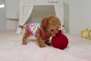 CUTEST PUPPIES Toy Poodle puppy playing video