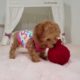 CUTEST PUPPIES   Toy Poodle puppy playing video