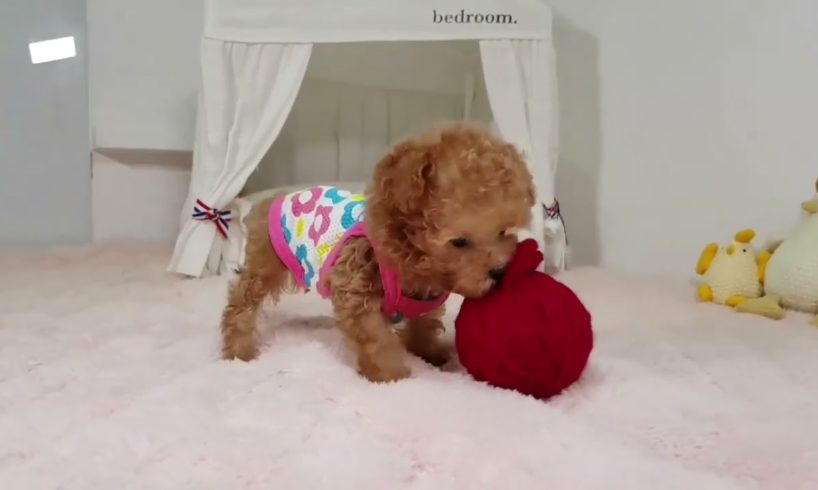 CUTEST PUPPIES   Toy Poodle puppy playing video