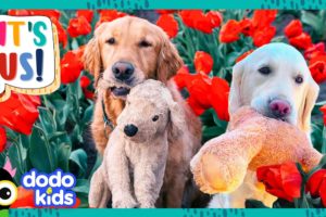 Can These Golden Retrievers Rescue Their Stuffed Animal Friends? | Dodo Kids | It’s Me!
