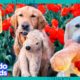 Can These Golden Retrievers Rescue Their Stuffed Animal Friends? | Dodo Kids | It’s Me!