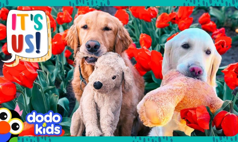 Can These Golden Retrievers Rescue Their Stuffed Animal Friends? | Dodo Kids | It’s Me!