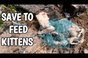 Cat Rescued From Net While Kittens Crying Out Loud For Mother Cat!