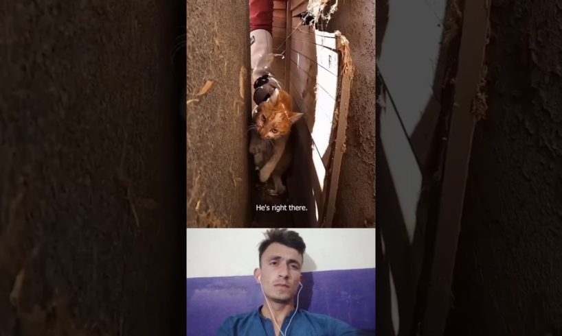 Cat_attacked_by_dogs_rescued/Cat rescue_#rescue #shorts