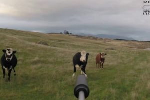 Cattle kill shot compilation