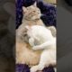 😹Check Out Daily Hilarious Animal Videos😂 | Animals LOL Moments