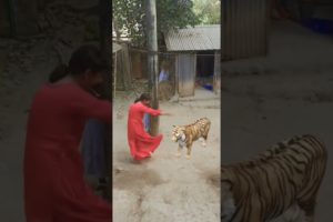 Child playing with Tiger #viral #shortsvideo #animals