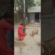 Child playing with Tiger #viral #shortsvideo #animals