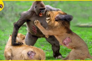 Crazy Revenge! 30 Times Mother Gorilla Fights Enemies To Protect Her Baby | Animal Fights