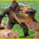 Crazy Revenge! 30 Times Mother Gorilla Fights Enemies To Protect Her Baby | Animal Fights