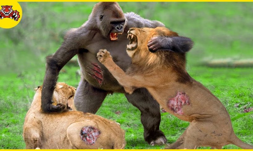 Crazy Revenge! 30 Times Mother Gorilla Fights Enemies To Protect Her Baby | Animal Fights