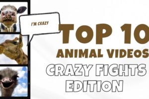 Crazy animal fights 😲