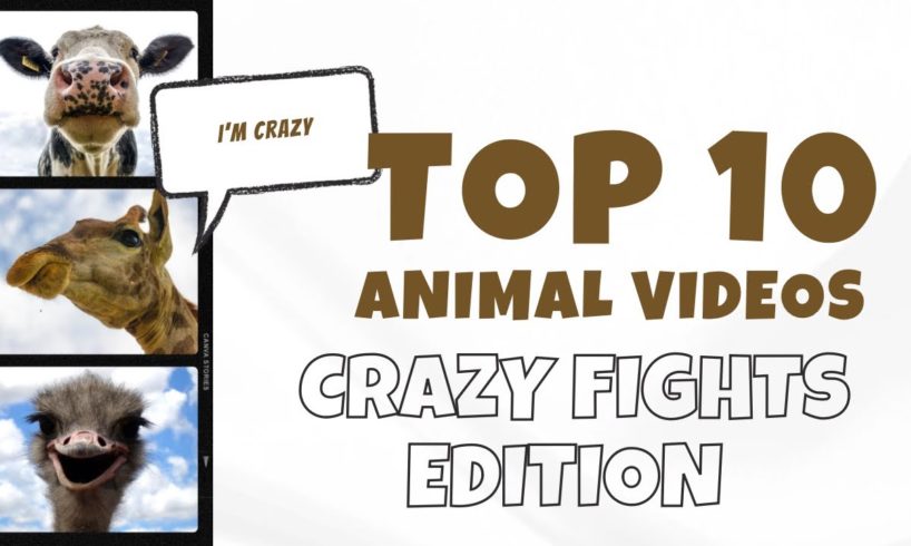 Crazy animal fights 😲